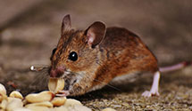 24 Hour & Emergency Exterminators in Highland Mills, NY